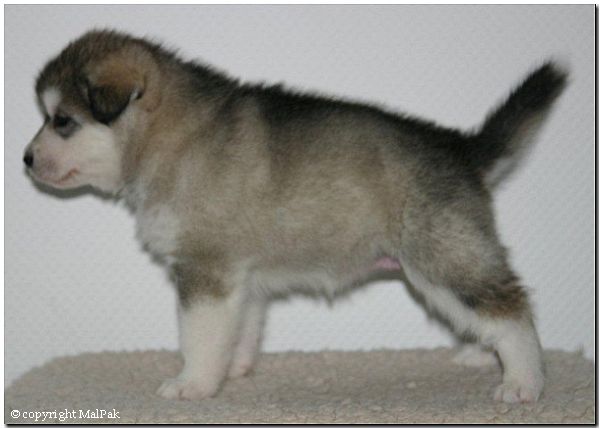 Huendin 2a.jpg